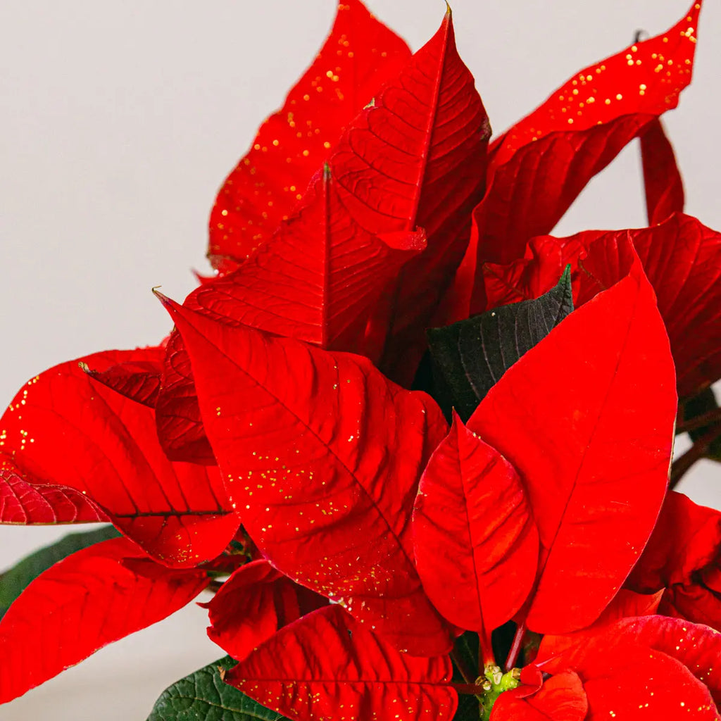 Holiday Spirit Flora Queen Flora Queen