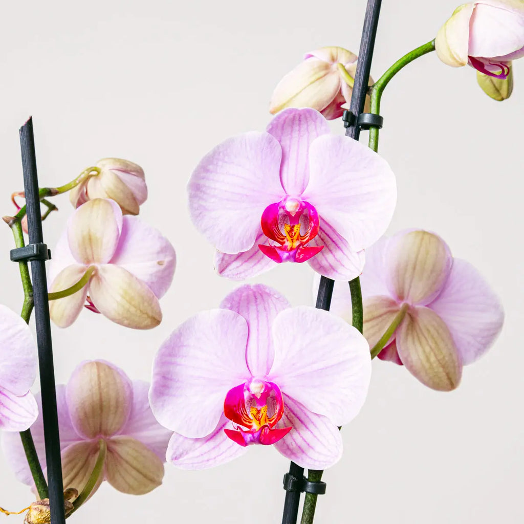 Tea Orchid Flora Queen Flora Queen