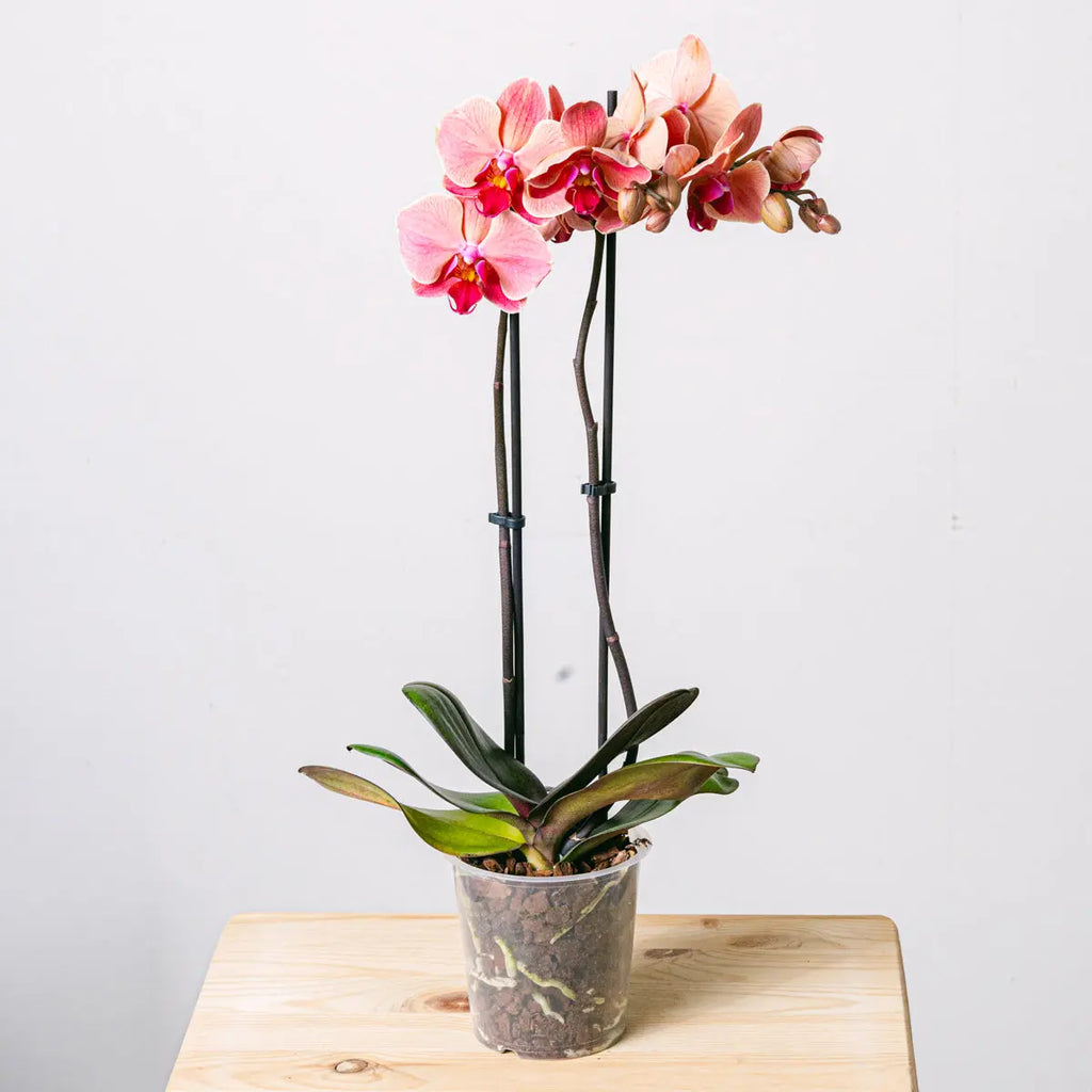 Rays of Happiness Flora Queen Flora Queen