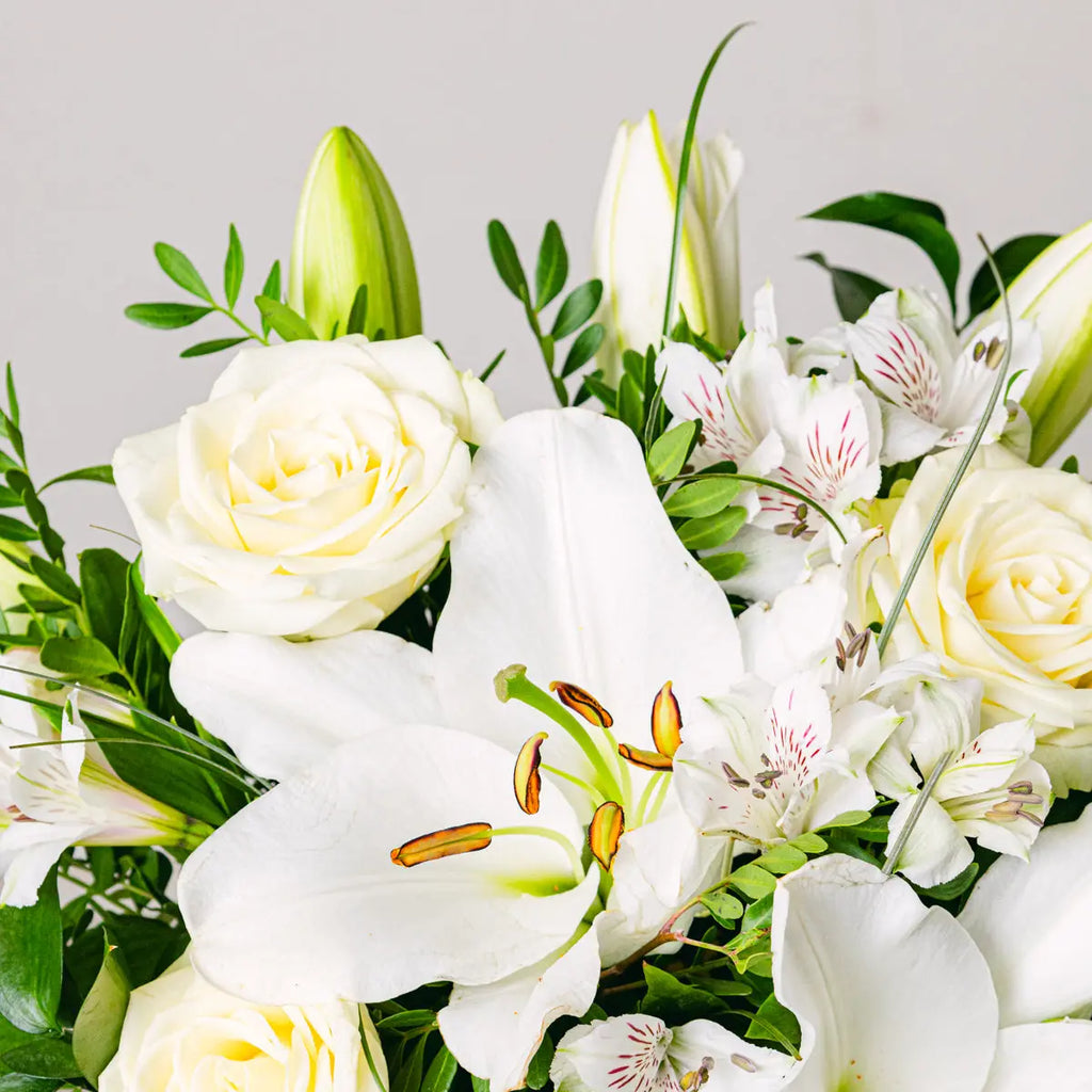 Aurora Shine Flora Queen Flora Queen