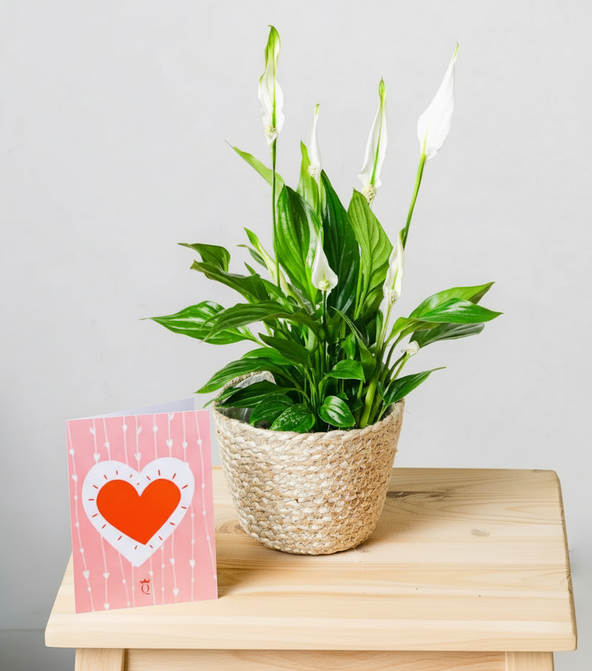 Light Reflections - Espatifilo con tarjeta