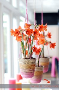 Schmücken Sie diesen Sommer Ihre Wohnung mit Pflanzen und Blumen