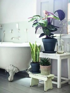 piante bagno