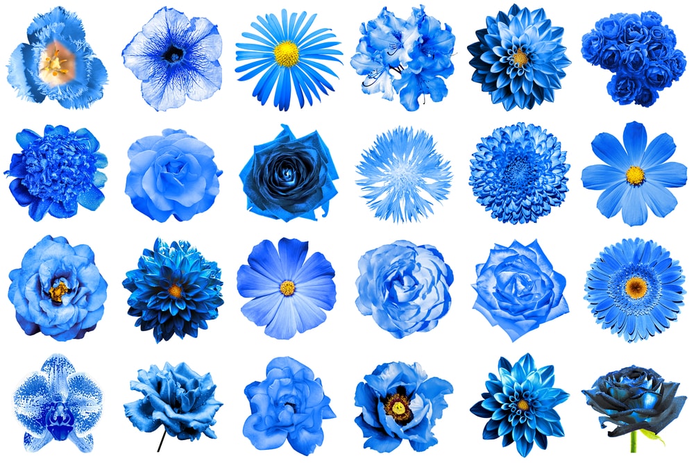 Blaue Blumen Und Ihre Bedeutung Floraqueen De