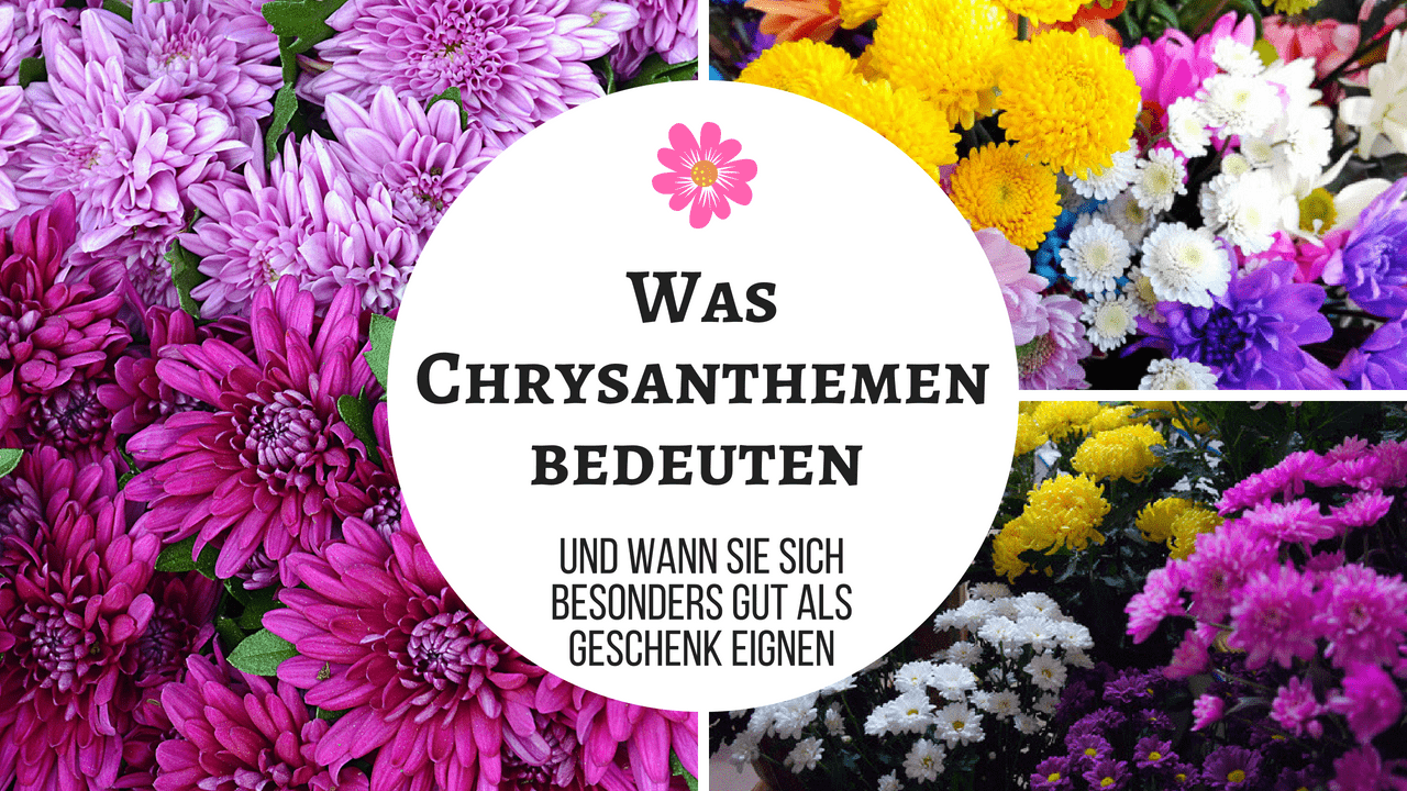 chrysanthemum meaning title