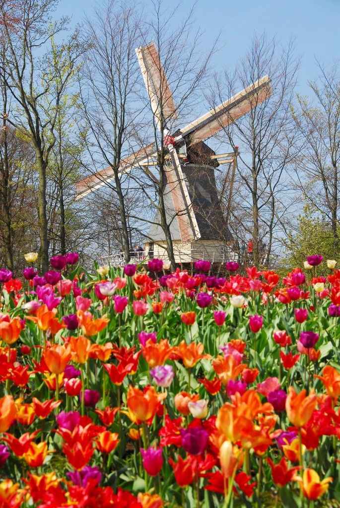 Tulipes Pays-Bas
