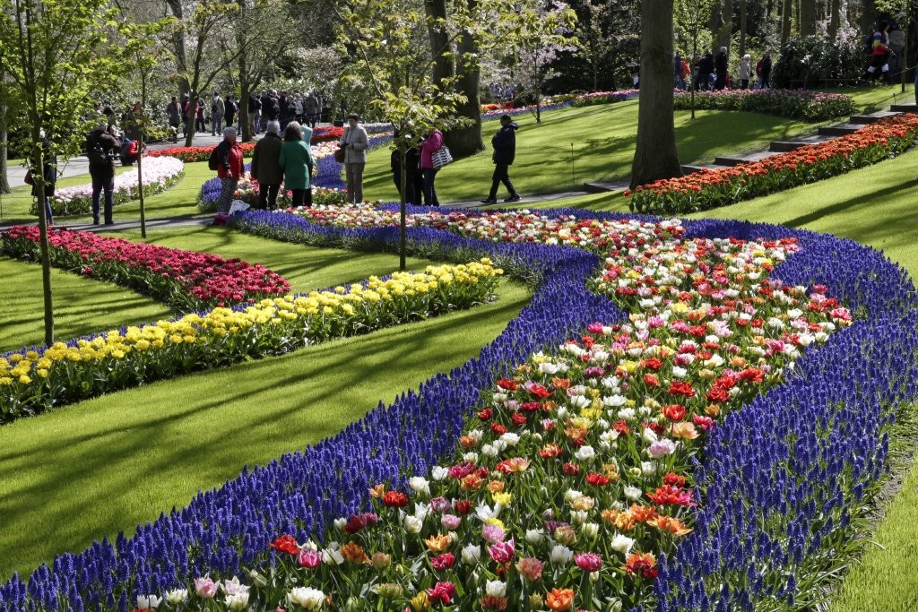 Tulipes Pays-Bas
