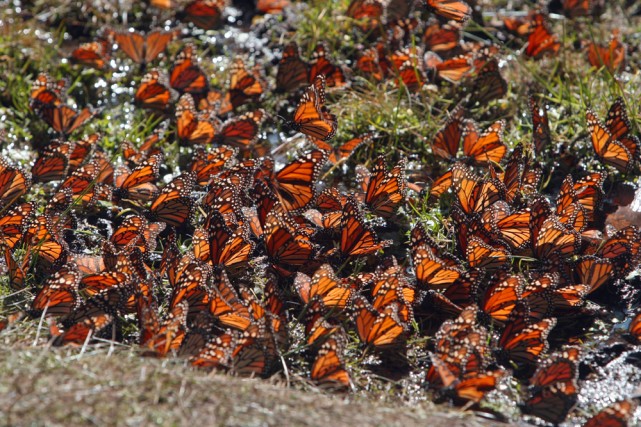 papillons monarques
