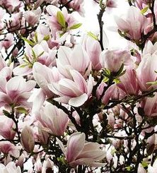 magnolia en fleurs dans le jardin pour le retour du printemps
