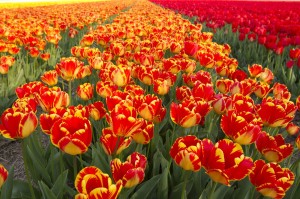 Champs de tulipes - Allemagne 