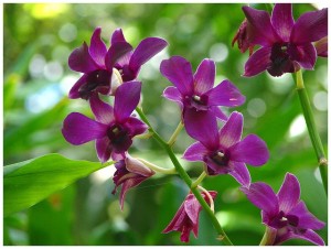 Orchids, Australia