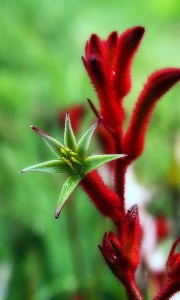 Fleurs Red Kangaroo