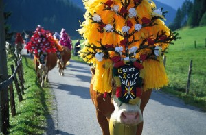 Bêtes, parées de fleurs et de guirlandes, Tannhein (Autriche)