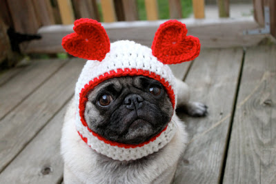 chien avec bonnet aux oreilles en forme de coeur saint-valentin