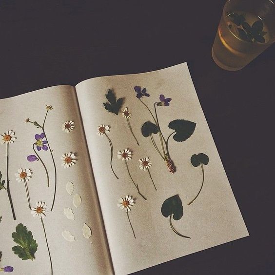 fleurs séchées dans un cahier