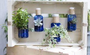 bouteilles recyclés avec plantes