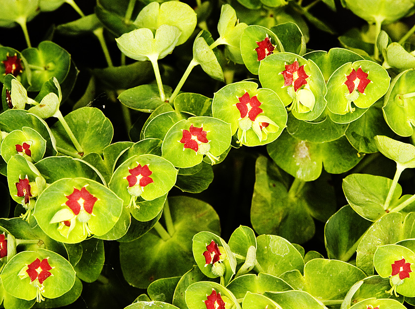 Euphorbia_x_martinii