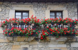 balcons decorés de geraniums