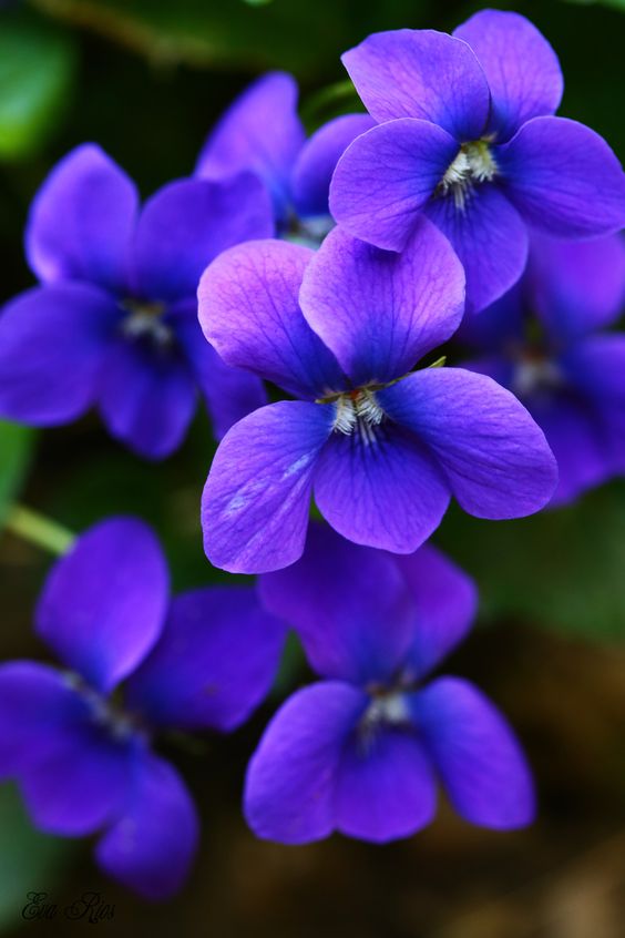 Rêver de fleurs bleues