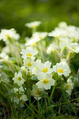 Rêver de fleurs blanches