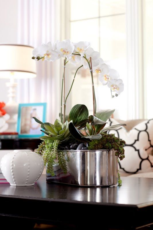 Orchidées décoration