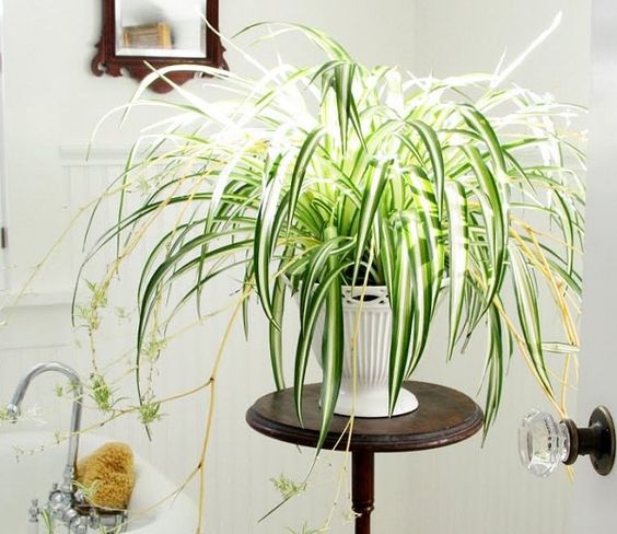 chlorophytum plantes pou purifier votre interieur