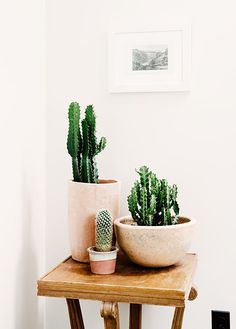 cactus pour mettre de la verdure dans son intérieur