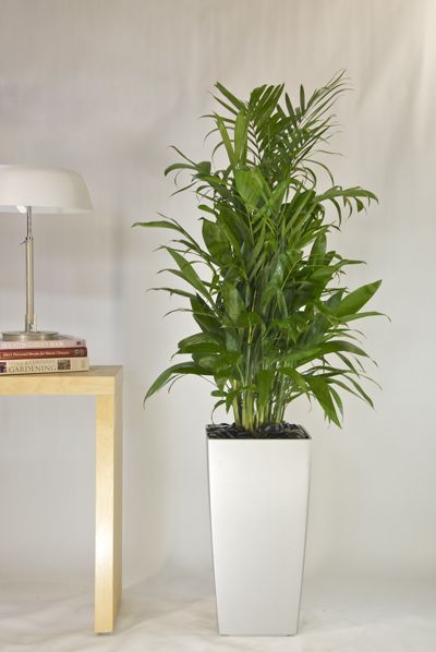 palmier bambou plante pour purifier votre intérieur