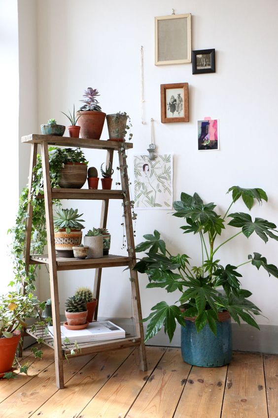 Plantes decoratives intérieur