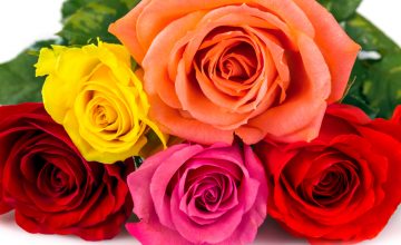 bouquet de roses de couleurs différentes