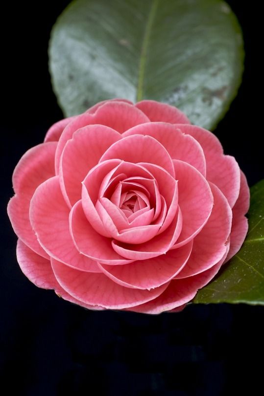 camélia rose