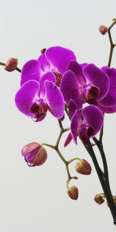 orchidee plante a offrir a papa pour la fete des peres