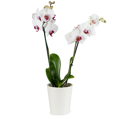 orchidée blanche dans un pot