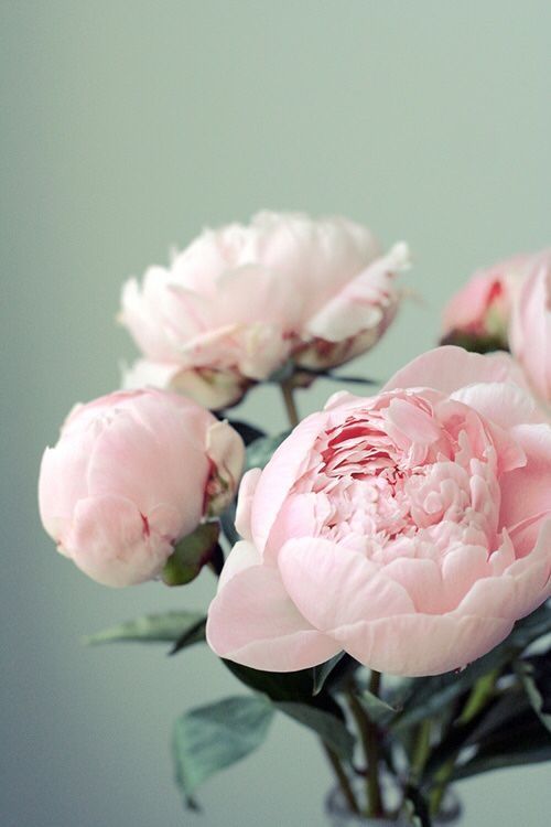 bouquet de pivoines roses