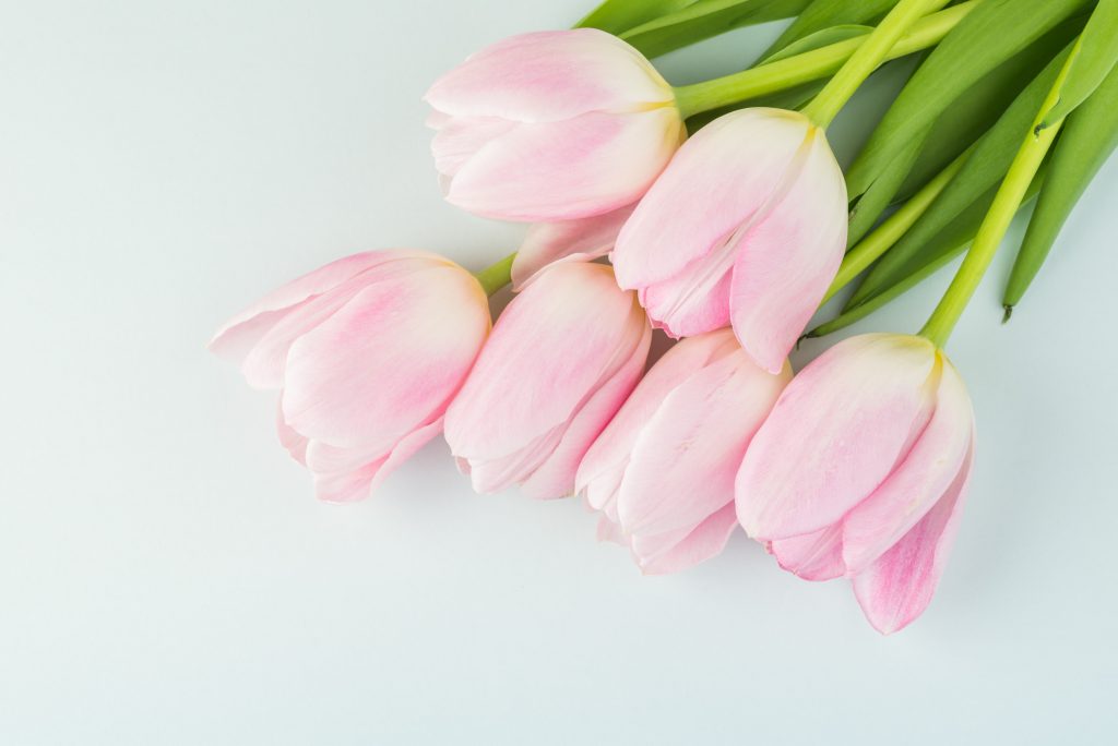 bouquet de tulipes roses