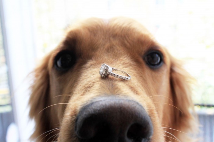 demande en mariage avec chien