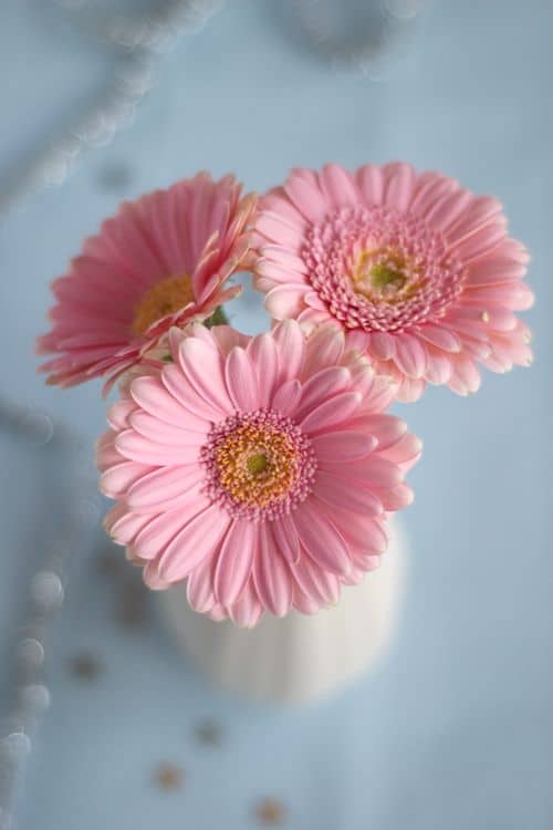 gerberas roses pastel dans un vase