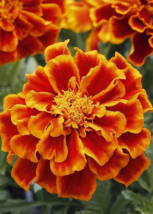 fleur de souci orange