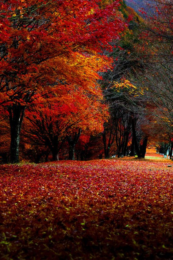 photo de nature en automne