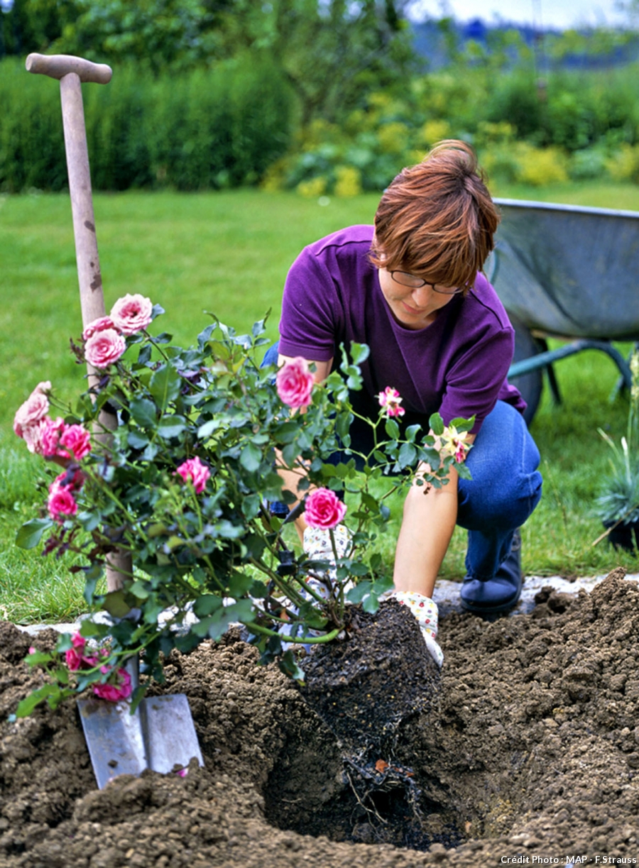 femme plantant un rosier dans le jardin
