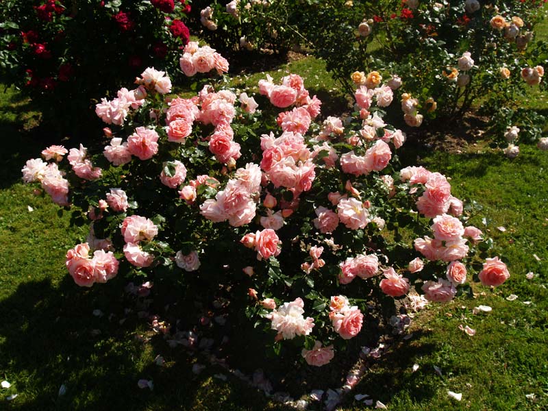 rosier de roses roses dans un jardin