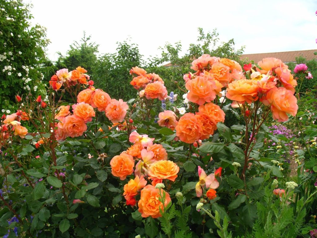 rosier de roses orange