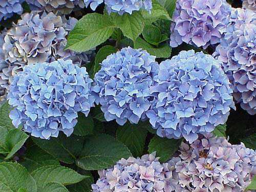 hortensias bleus
