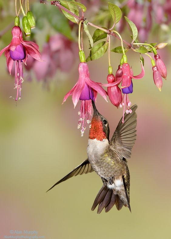 colibri butinant une fleur