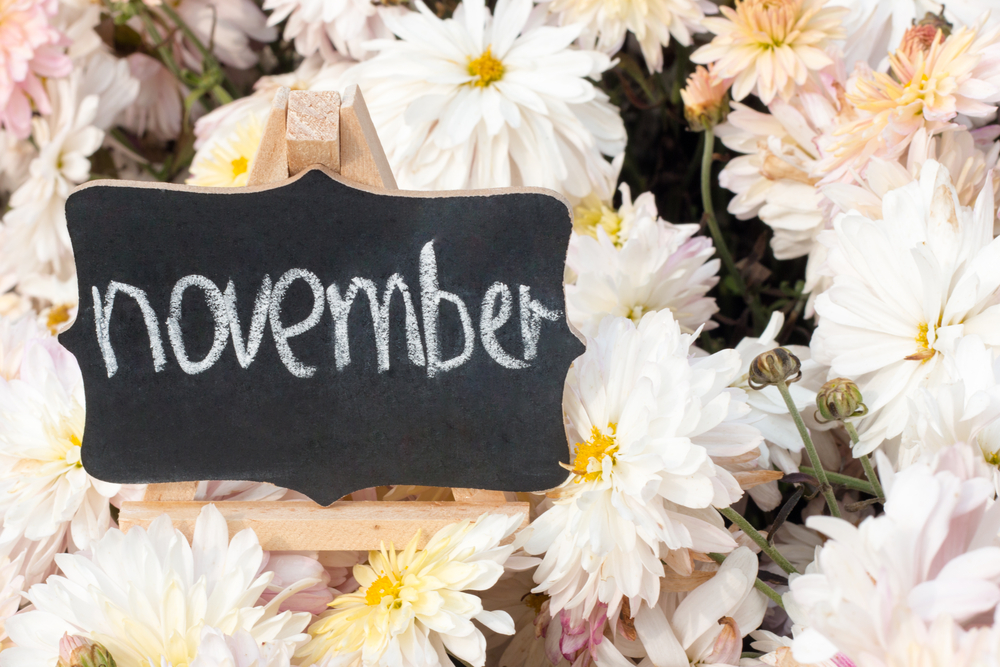 chrysanthème avec panneau novembre