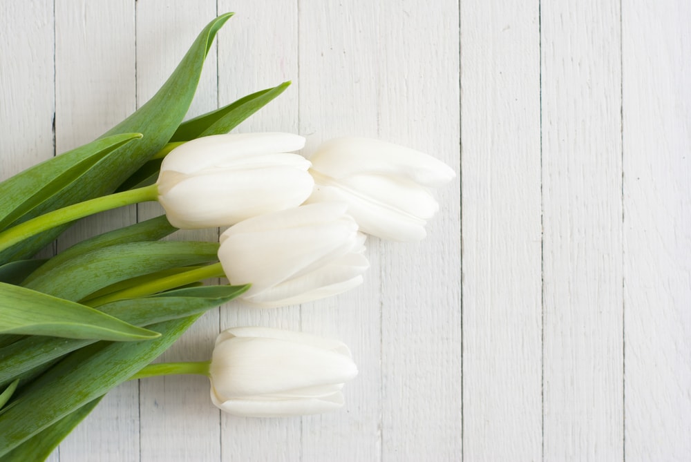 Signification des Couleurs de la Tulipe - FloraQueen