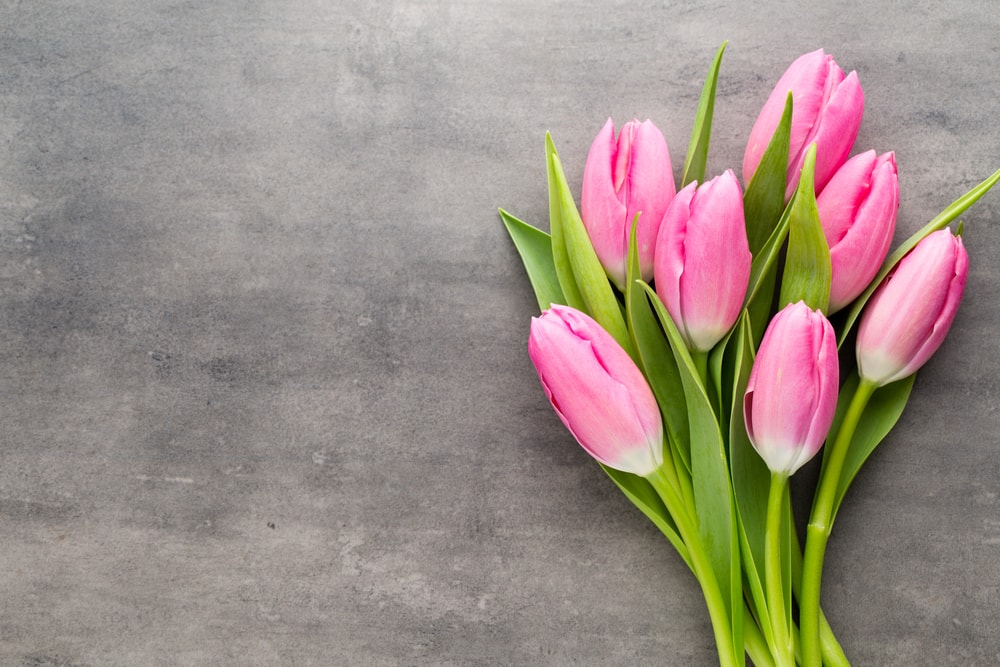 Signification des Couleurs de la Tulipe - FloraQueen