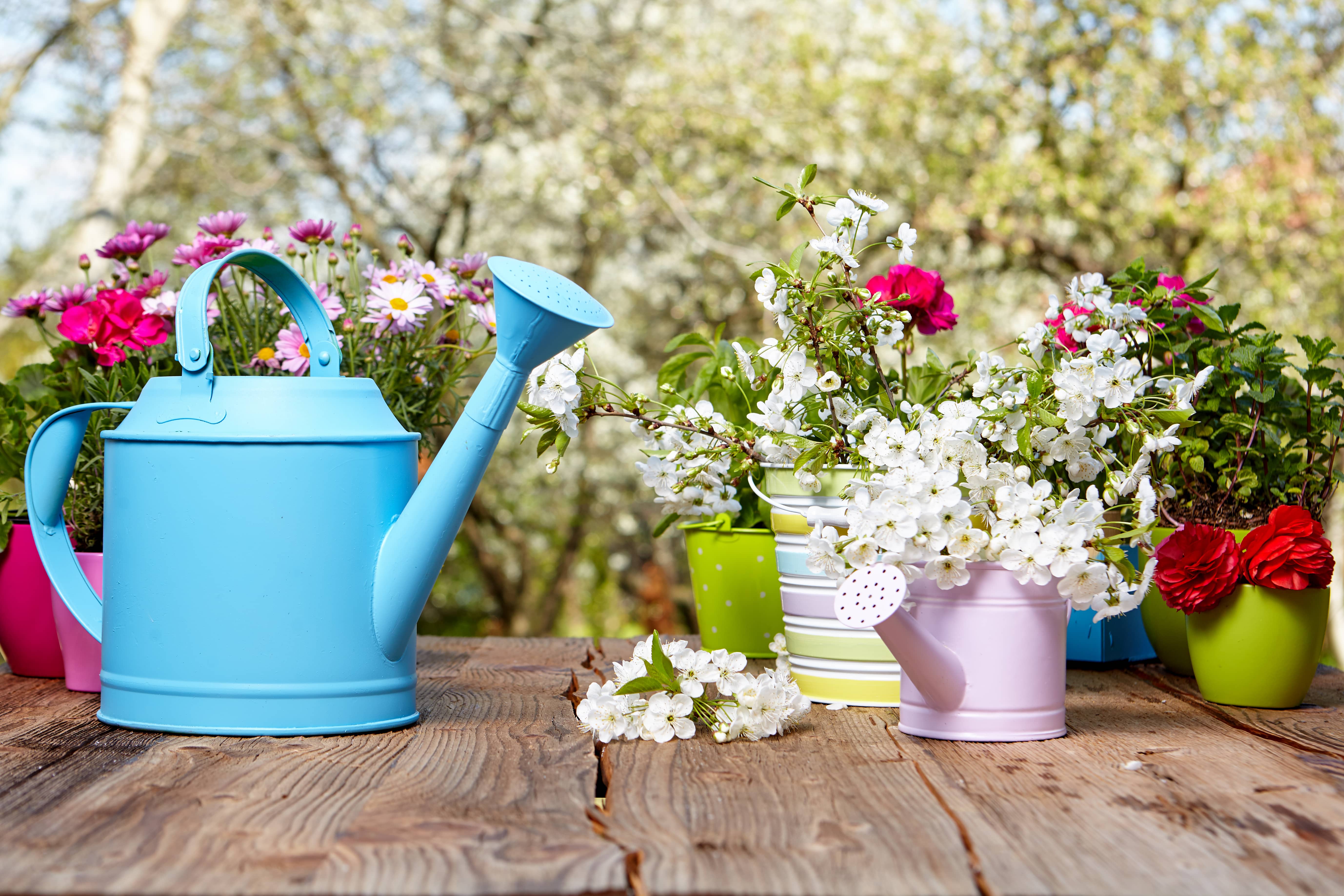 Découvrez les fleurs pour sublimer votre jardin