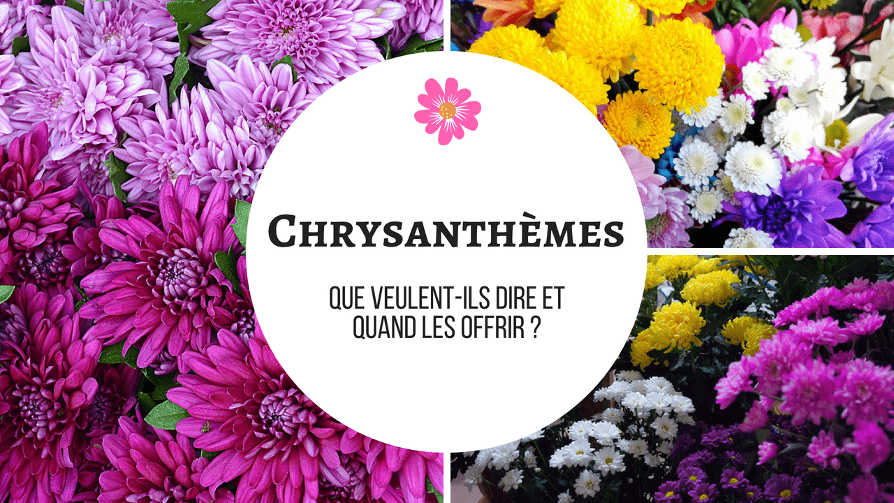 chrysanthemums info title