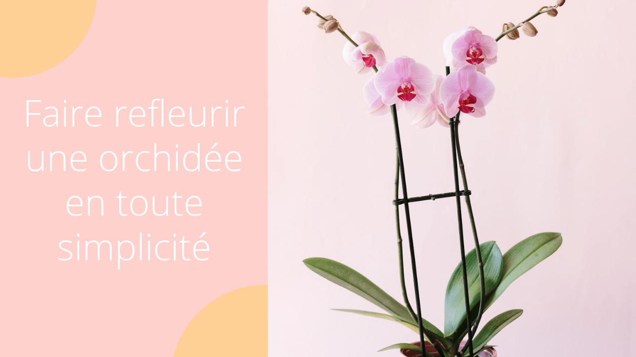 how to make orchids rebloom title
